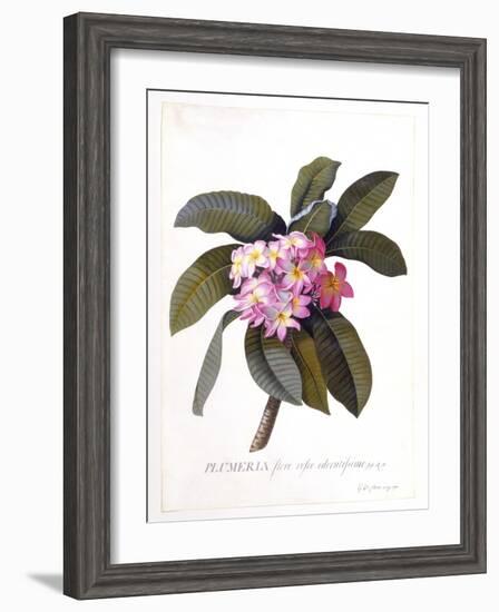 Plumeria, C.1744-Georg Dionysius Ehret-Framed Giclee Print