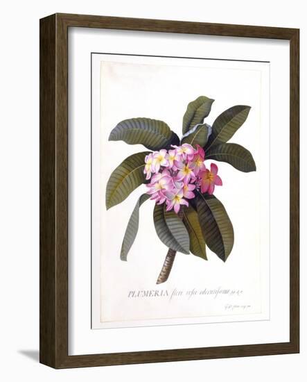 Plumeria, C.1744-Georg Dionysius Ehret-Framed Giclee Print