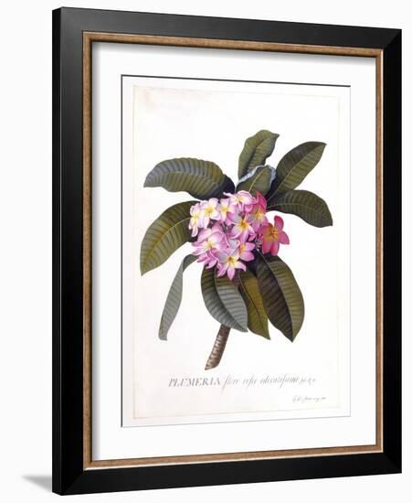 Plumeria, C.1744-Georg Dionysius Ehret-Framed Giclee Print