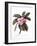 Plumeria, C.1744-Georg Dionysius Ehret-Framed Giclee Print