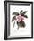 Plumeria, C.1744-Georg Dionysius Ehret-Framed Giclee Print