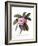 Plumeria, C.1744-Georg Dionysius Ehret-Framed Giclee Print