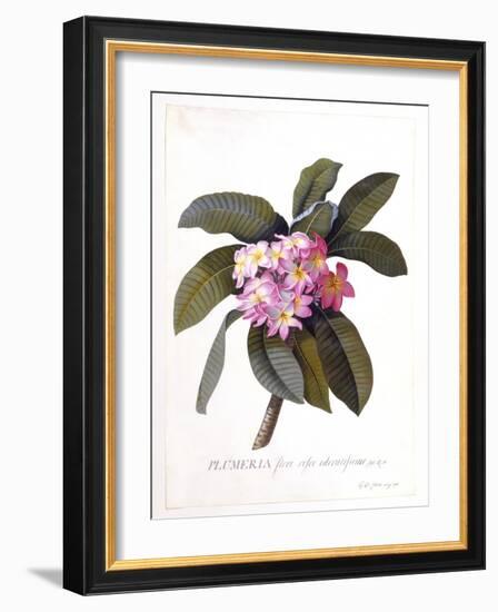 Plumeria, C.1744-Georg Dionysius Ehret-Framed Giclee Print