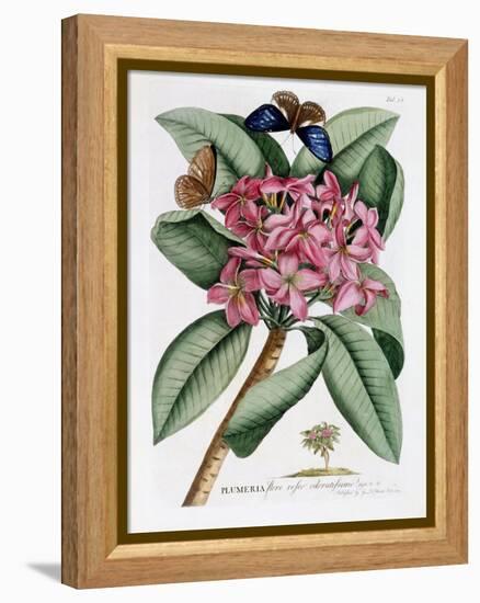 Plumeria, C.1749-Georg Dionysius Ehret-Framed Premier Image Canvas