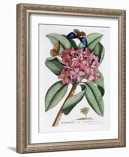 Plumeria, C.1749-Georg Dionysius Ehret-Framed Giclee Print