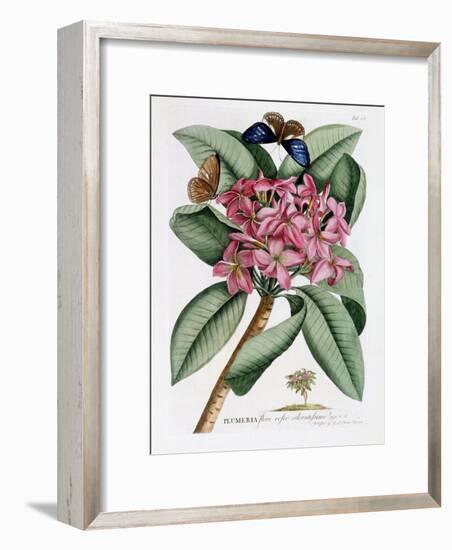 Plumeria, C.1749-Georg Dionysius Ehret-Framed Giclee Print