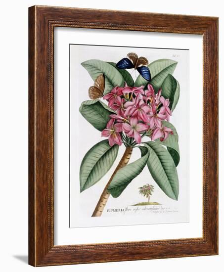 Plumeria, C.1749-Georg Dionysius Ehret-Framed Giclee Print