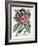 Plumeria, C.1749-Georg Dionysius Ehret-Framed Giclee Print