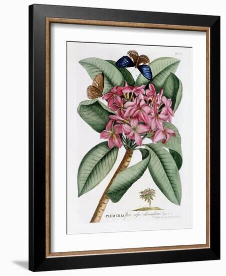 Plumeria, C.1749-Georg Dionysius Ehret-Framed Giclee Print