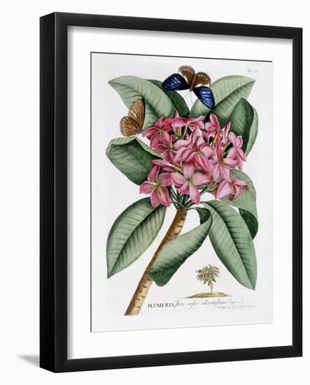 Plumeria, C.1749-Georg Dionysius Ehret-Framed Giclee Print