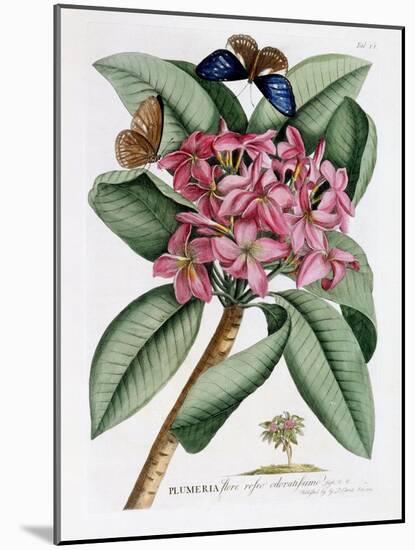 Plumeria, C.1749-Georg Dionysius Ehret-Mounted Giclee Print