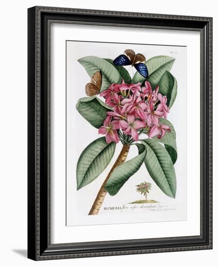 Plumeria, C.1749-Georg Dionysius Ehret-Framed Giclee Print