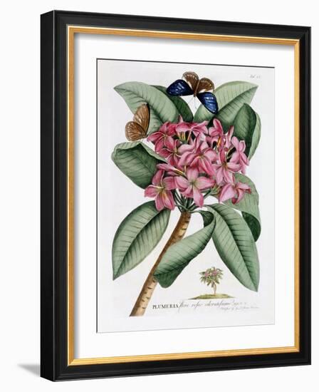 Plumeria, C.1749-Georg Dionysius Ehret-Framed Giclee Print