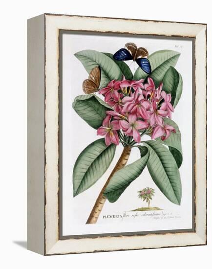 Plumeria, C.1749-Georg Dionysius Ehret-Framed Premier Image Canvas