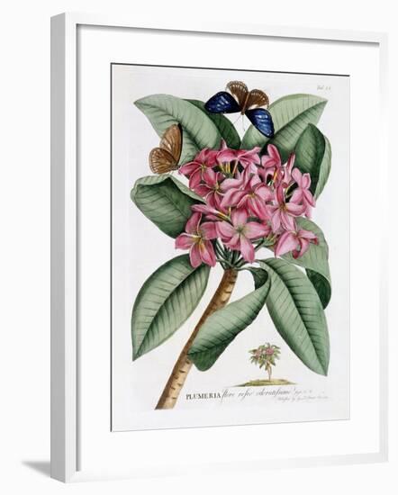 Plumeria, C.1749-Georg Dionysius Ehret-Framed Giclee Print