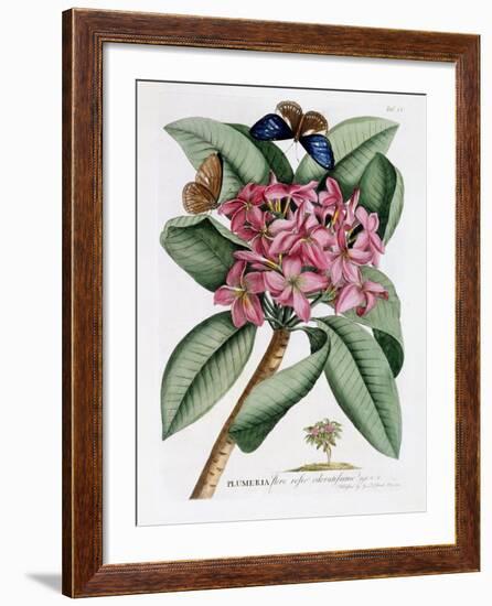 Plumeria, C.1749-Georg Dionysius Ehret-Framed Giclee Print