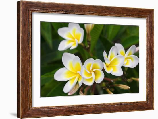 Plumeria Flowers, Island of Kauai, Hawaii-Russ Bishop-Framed Photographic Print