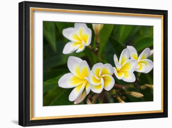 Plumeria Flowers, Island of Kauai, Hawaii-Russ Bishop-Framed Photographic Print