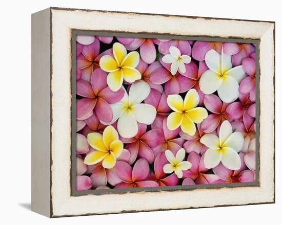 Plumeria Flowers-Darrell Gulin-Framed Premier Image Canvas