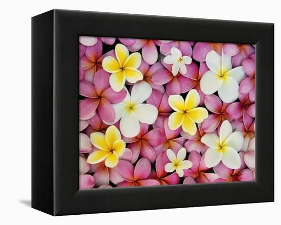 Plumeria Flowers-Darrell Gulin-Framed Premier Image Canvas