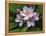 Plumeria Flowers-Tony Craddock-Framed Premier Image Canvas