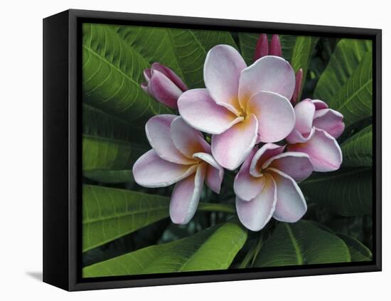 Plumeria Flowers-Tony Craddock-Framed Premier Image Canvas