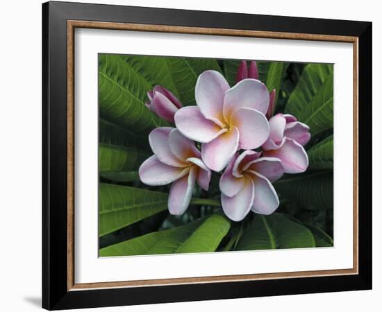 Plumeria Flowers-Tony Craddock-Framed Photographic Print