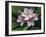 Plumeria Flowers-Tony Craddock-Framed Photographic Print