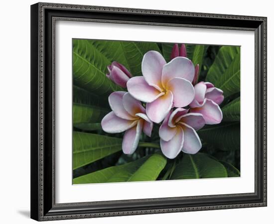 Plumeria Flowers-Tony Craddock-Framed Photographic Print