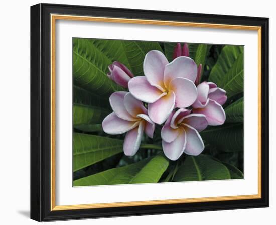 Plumeria Flowers-Tony Craddock-Framed Photographic Print