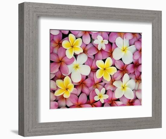 Plumeria Flowers-Darrell Gulin-Framed Photographic Print