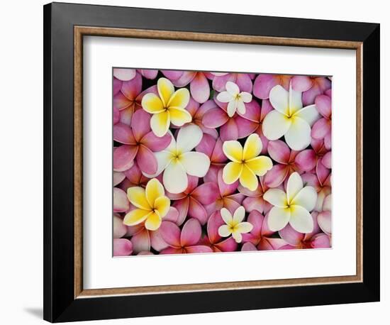 Plumeria Flowers-Darrell Gulin-Framed Photographic Print