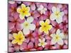 Plumeria Flowers-Darrell Gulin-Mounted Photographic Print