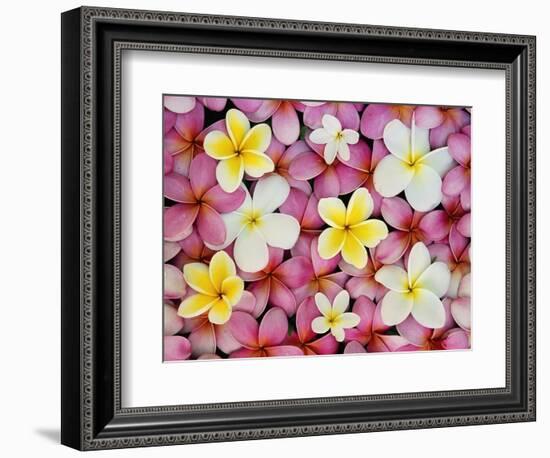 Plumeria Flowers-Darrell Gulin-Framed Photographic Print