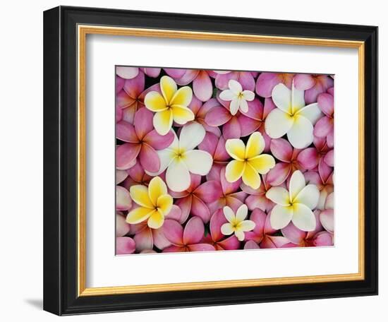 Plumeria Flowers-Darrell Gulin-Framed Photographic Print