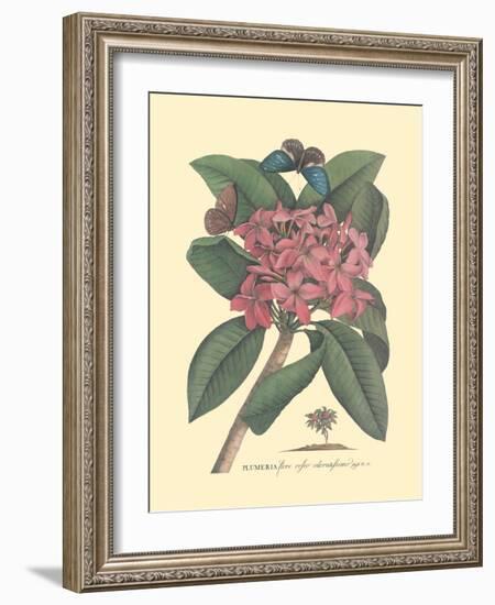 Plumeria - Frangipani - Vintage Botanical Illustration, 1749-Georg Dionysius Ehret-Framed Art Print