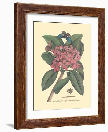 Plumeria - Frangipani - Vintage Botanical Illustration, 1749-Georg Dionysius Ehret-Framed Art Print