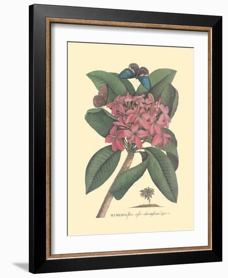 Plumeria - Frangipani - Vintage Botanical Illustration, 1749-Georg Dionysius Ehret-Framed Art Print