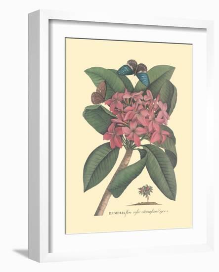 Plumeria - Frangipani - Vintage Botanical Illustration, 1749-Georg Dionysius Ehret-Framed Art Print