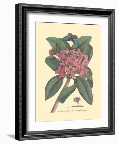 Plumeria - Frangipani - Vintage Botanical Illustration, 1749-Georg Dionysius Ehret-Framed Art Print