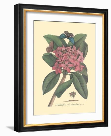 Plumeria - Frangipani - Vintage Botanical Illustration, 1749-Georg Dionysius Ehret-Framed Art Print