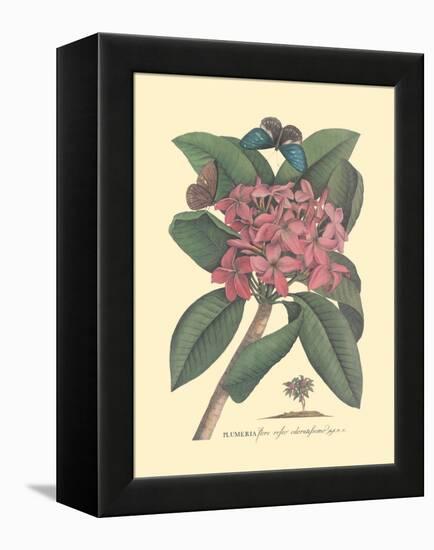 Plumeria - Frangipani - Vintage Botanical Illustration, 1749-Georg Dionysius Ehret-Framed Stretched Canvas