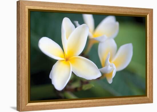 Plumeria II-Erin Berzel-Framed Premier Image Canvas