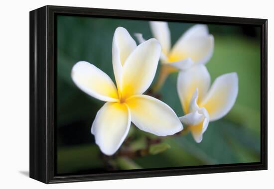 Plumeria II-Erin Berzel-Framed Premier Image Canvas