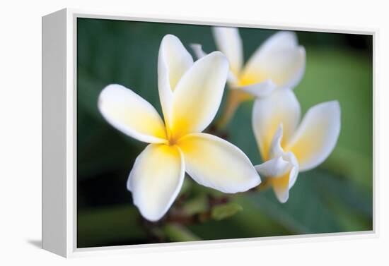 Plumeria II-Erin Berzel-Framed Premier Image Canvas