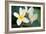 Plumeria II-Erin Berzel-Framed Photographic Print