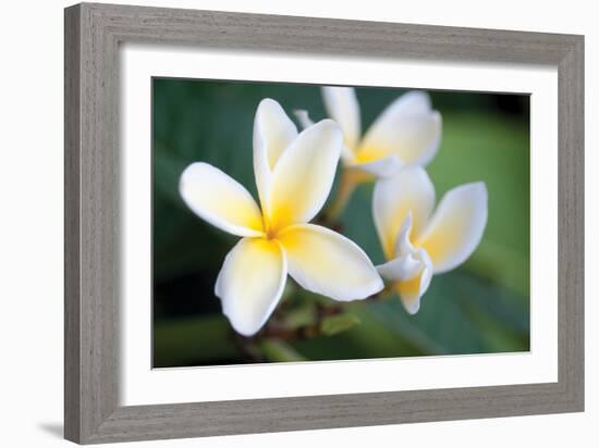 Plumeria II-Erin Berzel-Framed Photographic Print