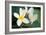 Plumeria II-Erin Berzel-Framed Photographic Print