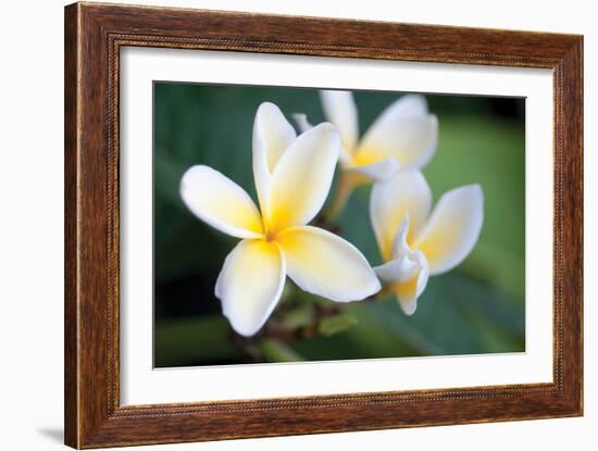 Plumeria II-Erin Berzel-Framed Photographic Print