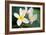 Plumeria II-Erin Berzel-Framed Photographic Print